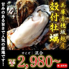 画像1: 【お急ぎ便】兵庫赤穂坂越産　坂越かき　（お届け地域限定） (1)