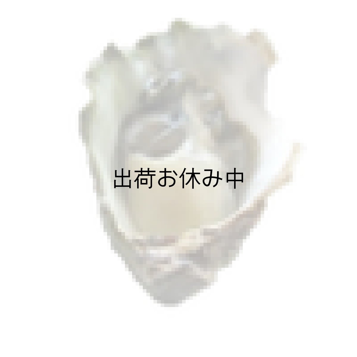 画像7: アメリカワシントン州産クマモトオイスター (7)