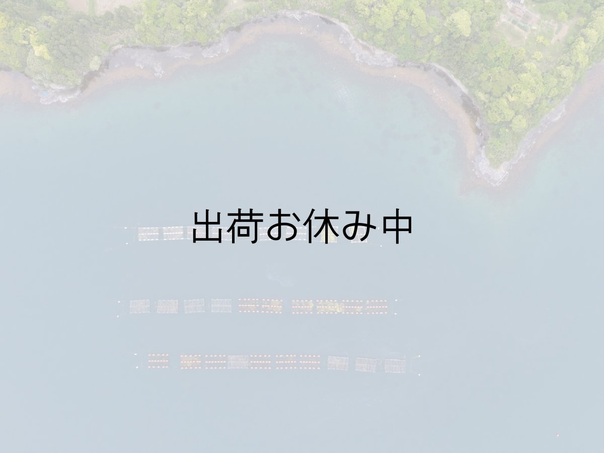 画像3: 島根隠岐産　岩牡蠣　春香　（3〜5月限定出荷） (3)