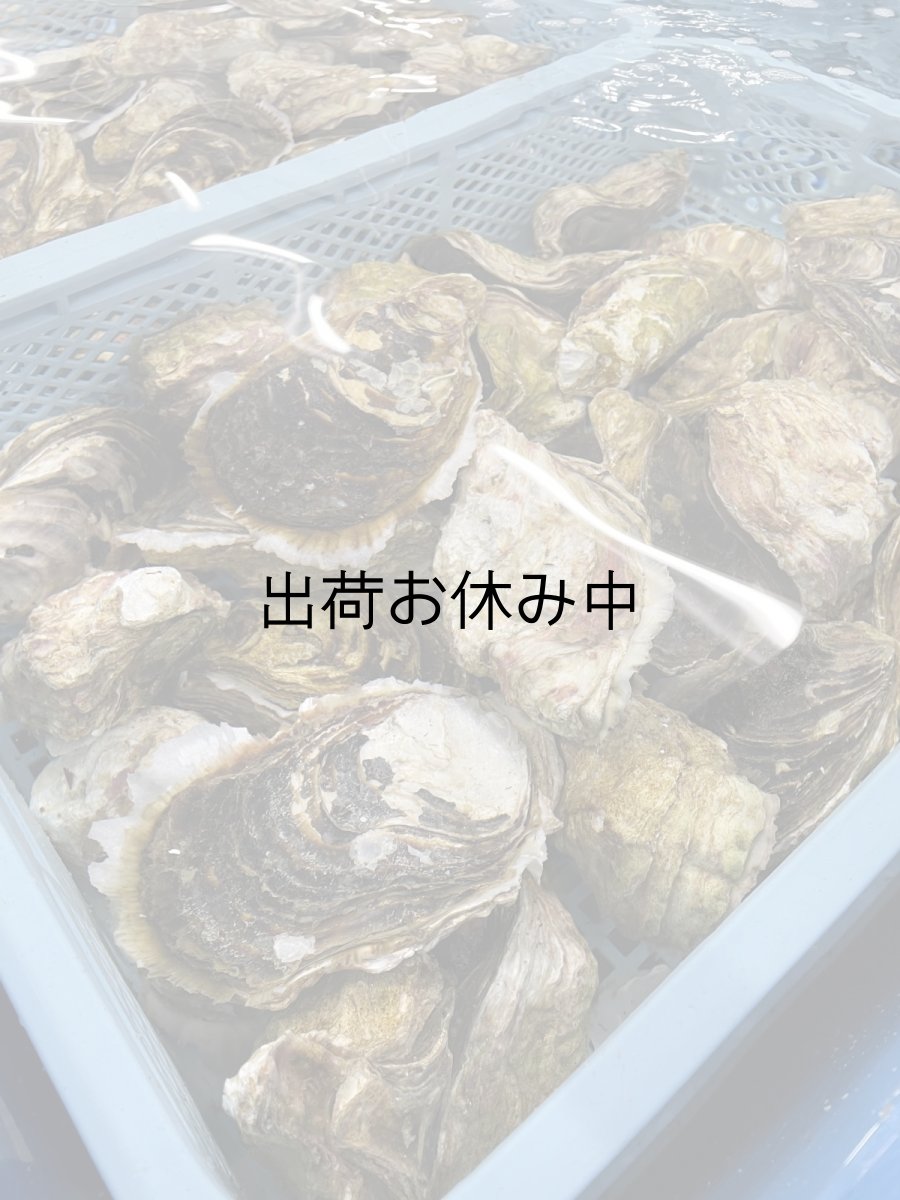 画像2: 島根隠岐産　岩牡蠣　春香　（3〜5月限定出荷） (2)