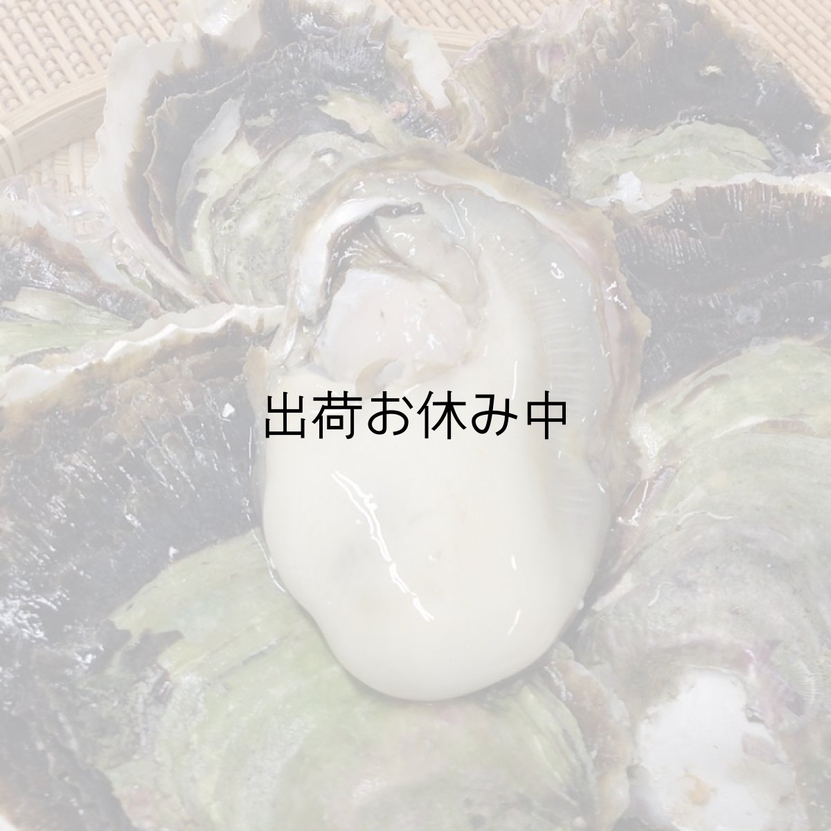 画像6: 長崎九十九島産　岩牡蠣 (6)