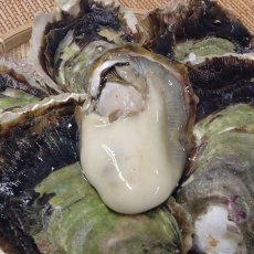 画像6: 長崎九十九島産　岩牡蠣 (6)