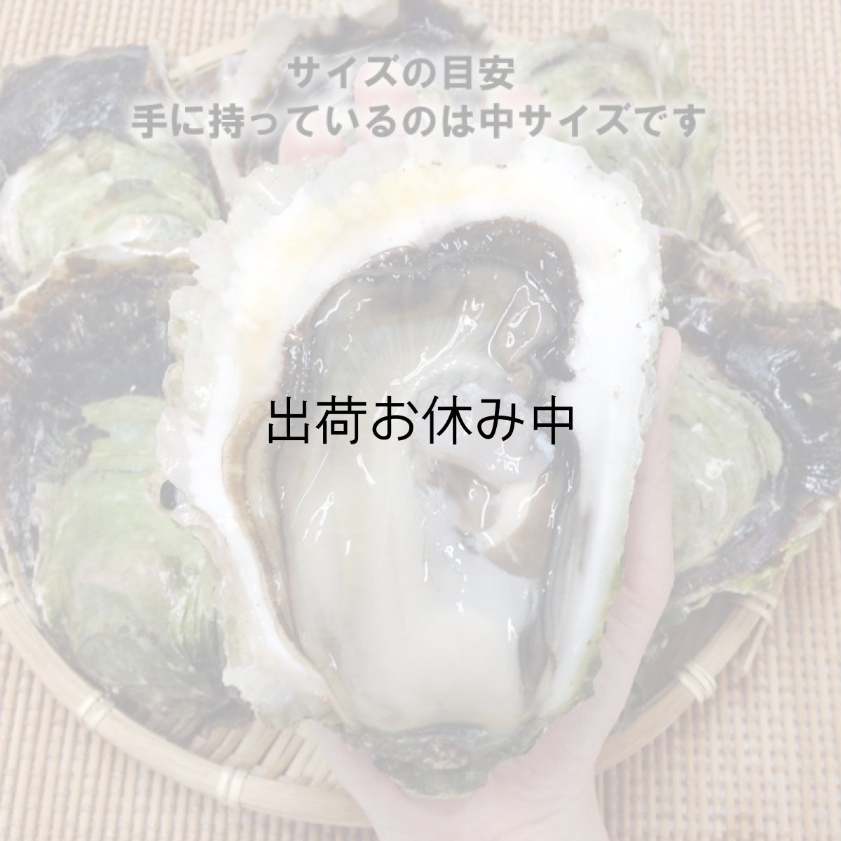 画像5: 長崎九十九島産　岩牡蠣 (5)