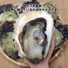 画像5: 長崎九十九島産　岩牡蠣 (5)