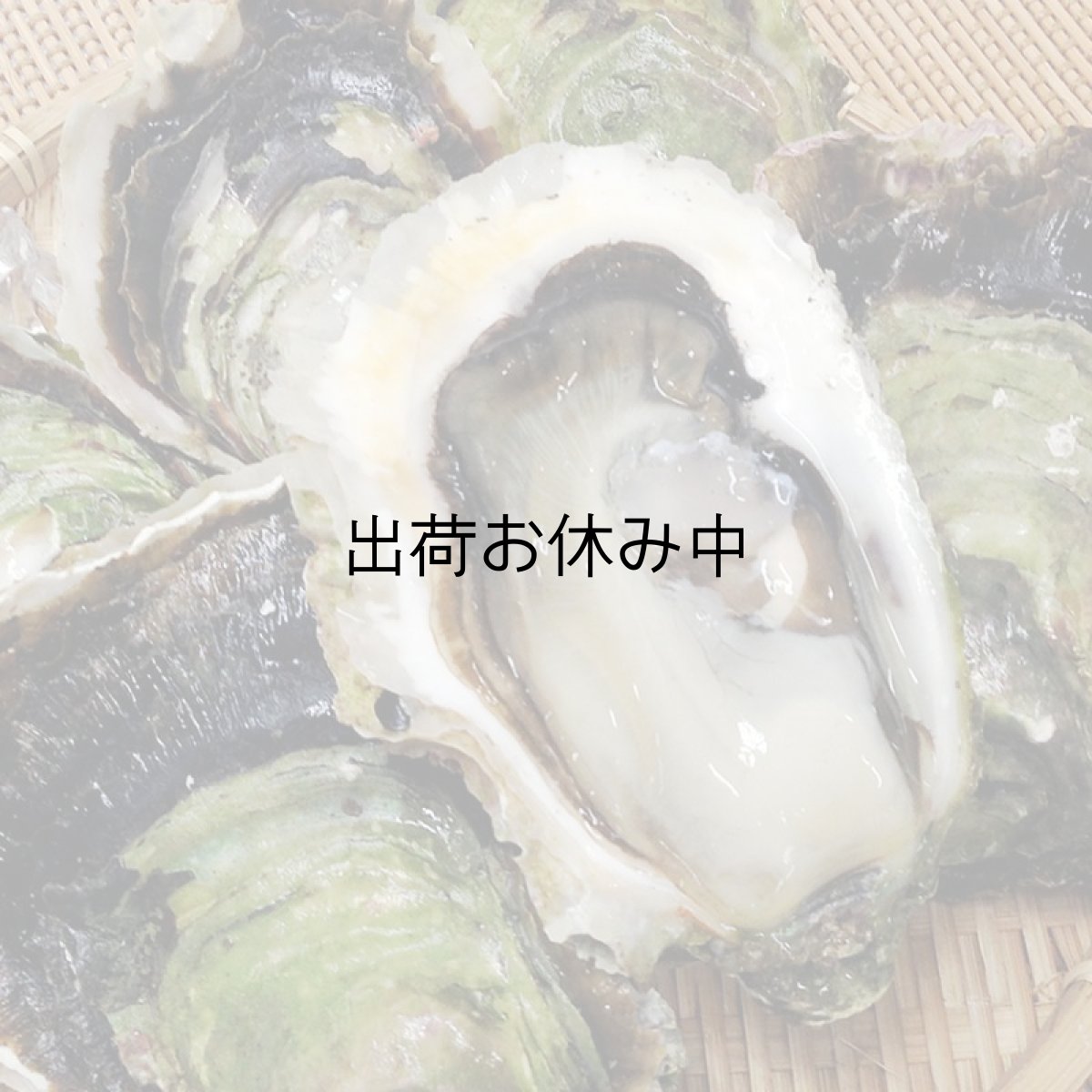 画像4: 長崎九十九島産　岩牡蠣 (4)