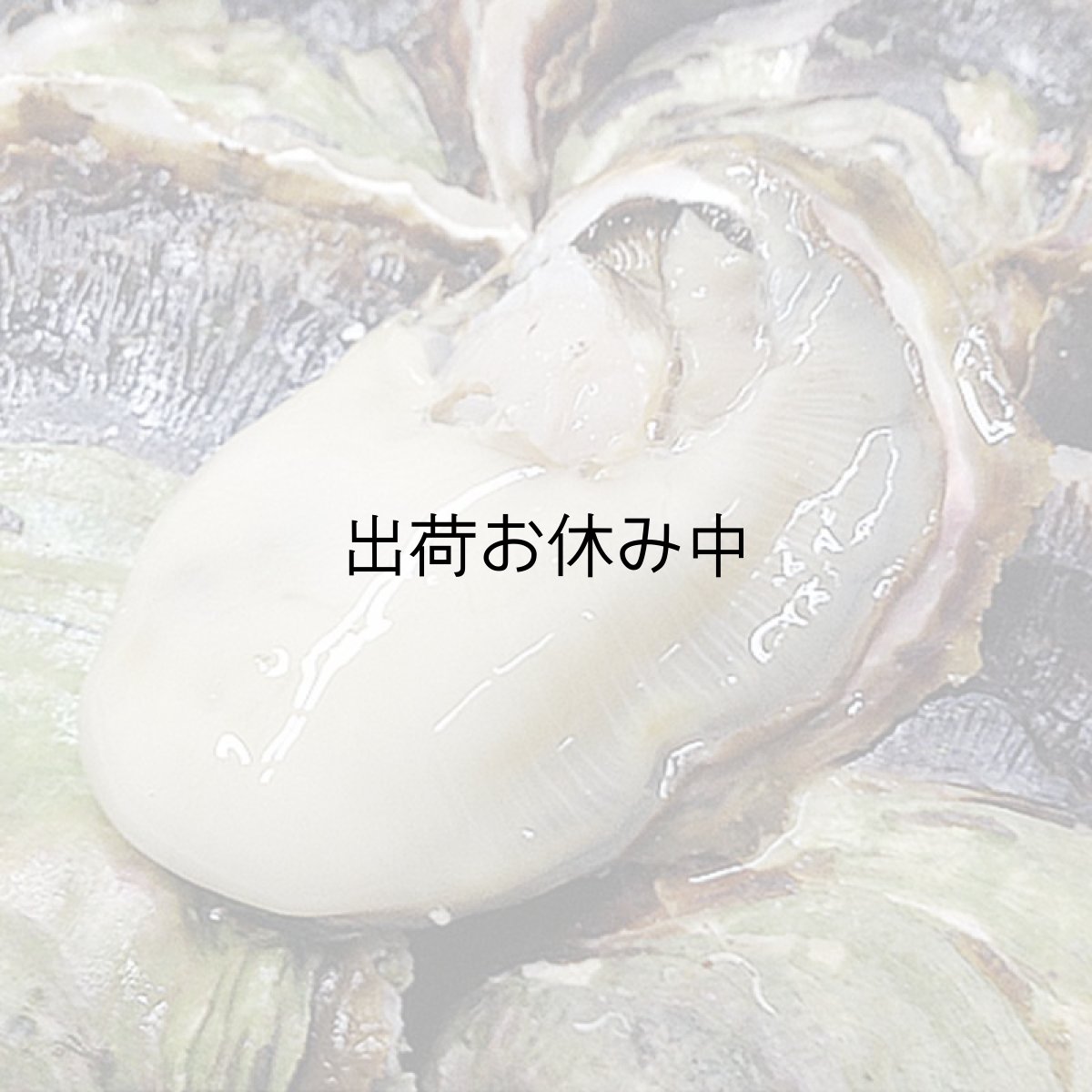 画像2: 長崎九十九島産　岩牡蠣 (2)