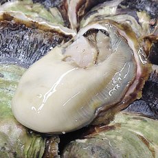 画像2: 長崎九十九島産　岩牡蠣 (2)