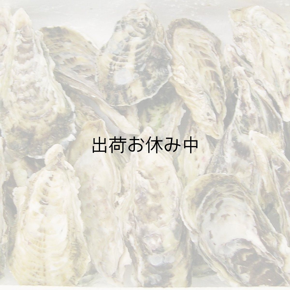 画像4: 長崎九十九島産　九十九島かき (4)