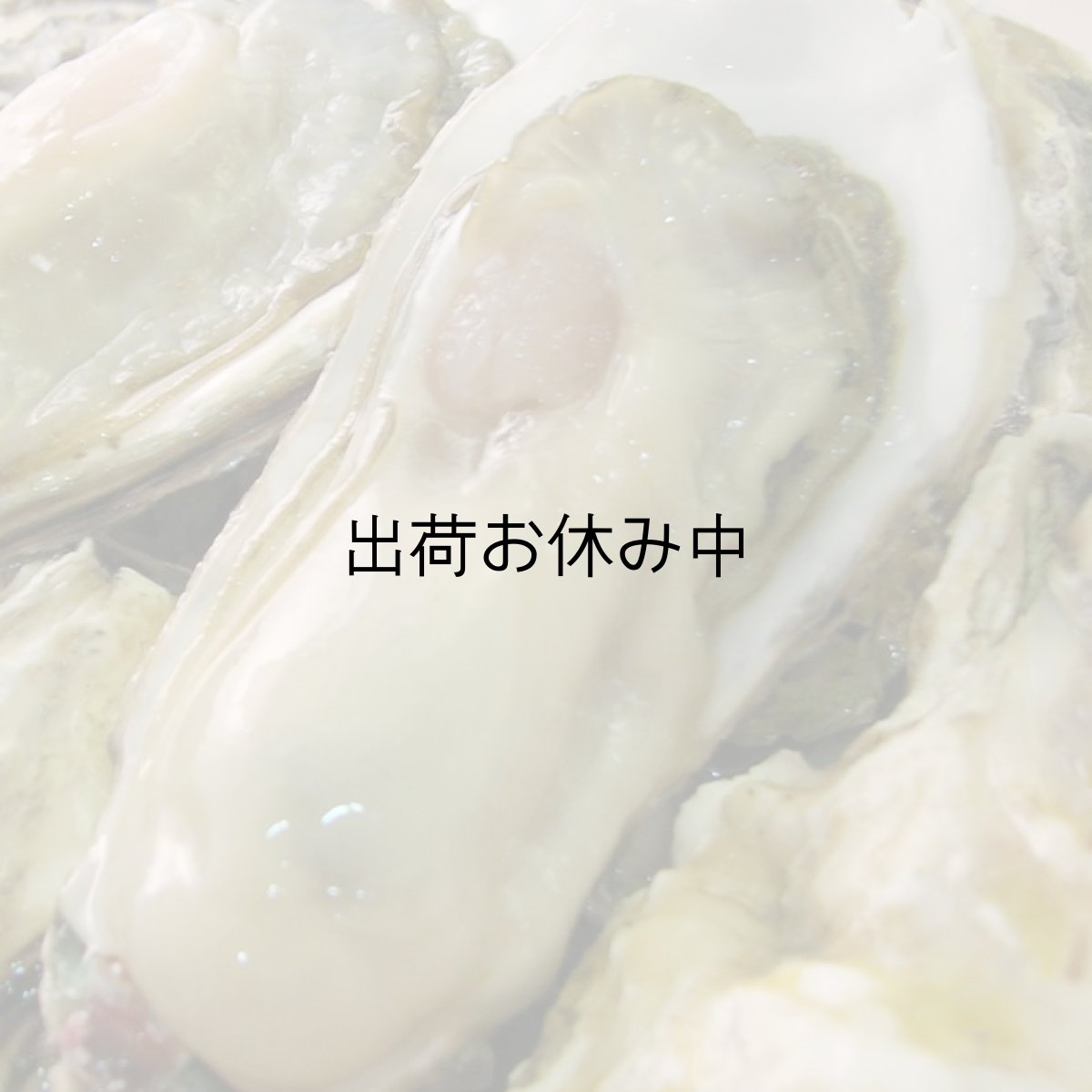 画像6: 長崎九十九島産　九十九島かき (6)