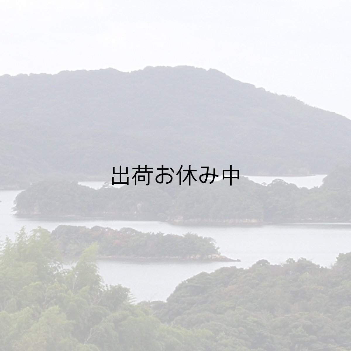 画像7: 長崎九十九島産　岩牡蠣 (7)