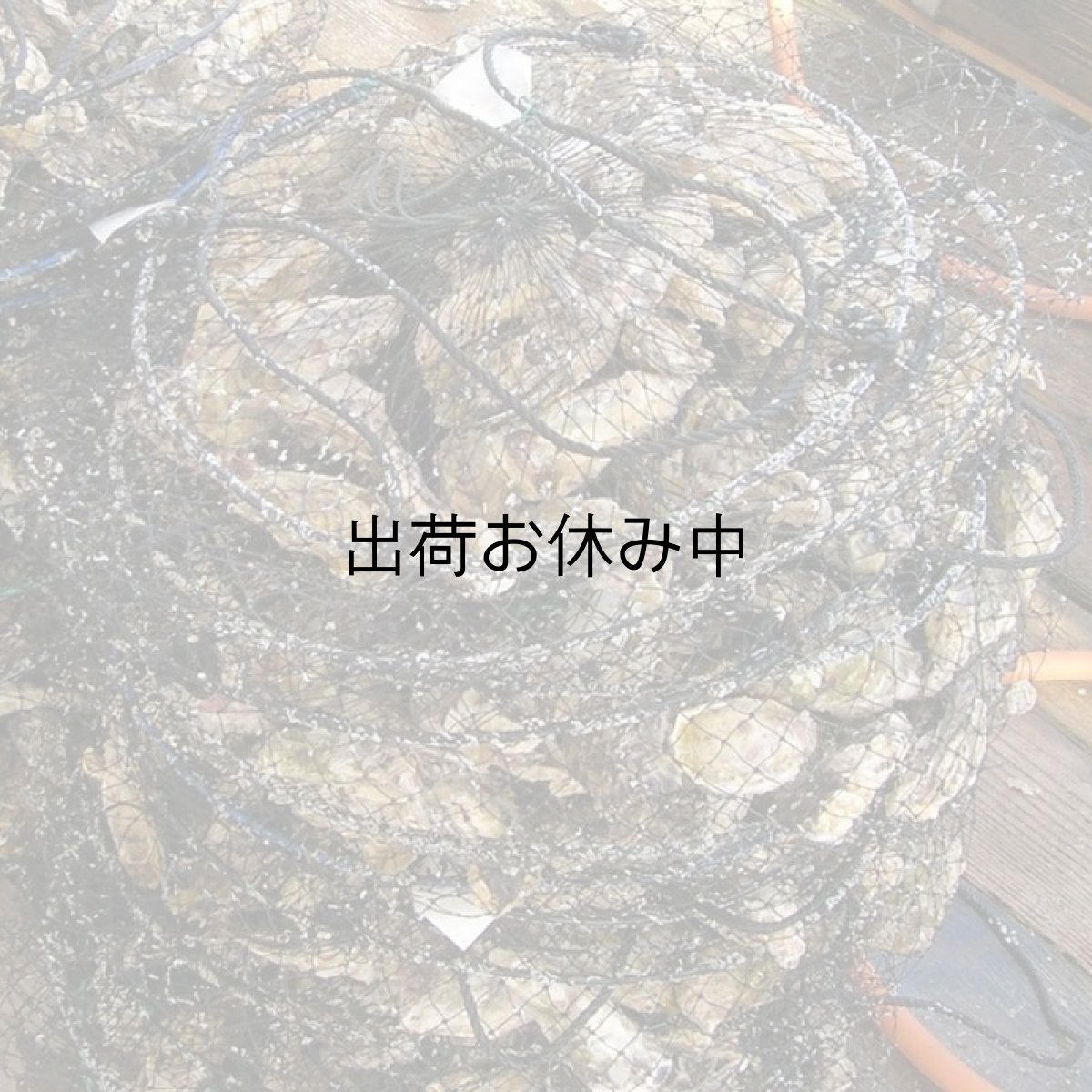 画像9: 長崎九十九島産　九十九島かき (9)