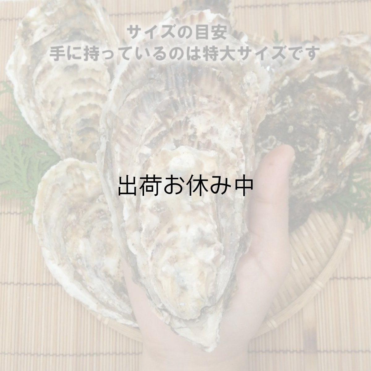 画像3: 三陸赤崎産　殻付熟成牡蠣 (3)