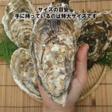 画像3: 三陸赤崎産　殻付熟成牡蠣 (3)