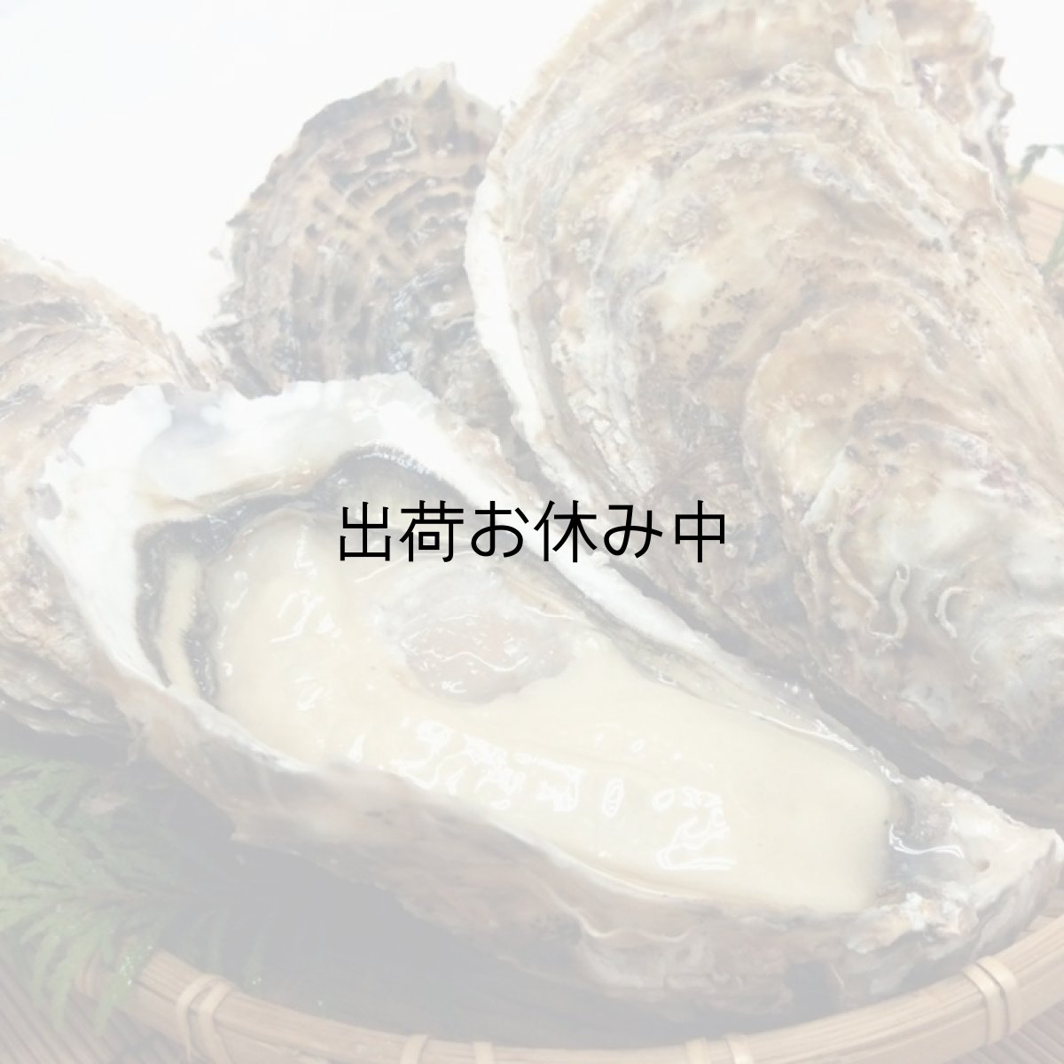 画像4: 三陸赤崎産　殻付熟成牡蠣 (4)