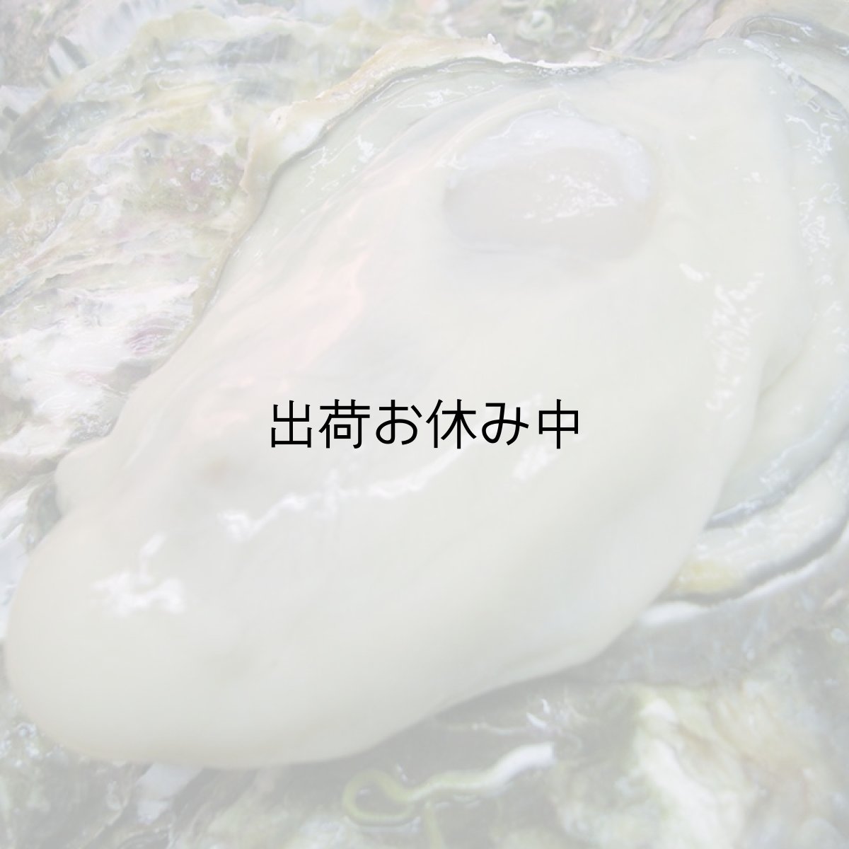 画像5: 三陸赤崎産　殻付熟成牡蠣 (5)