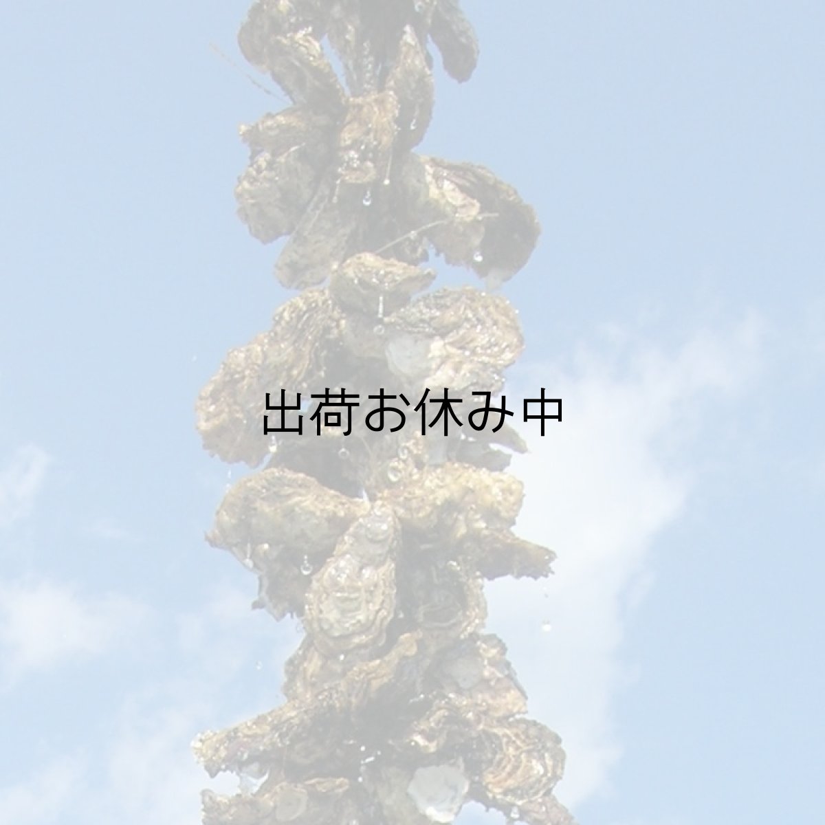 画像7: 三陸赤崎産　殻付熟成牡蠣 (7)