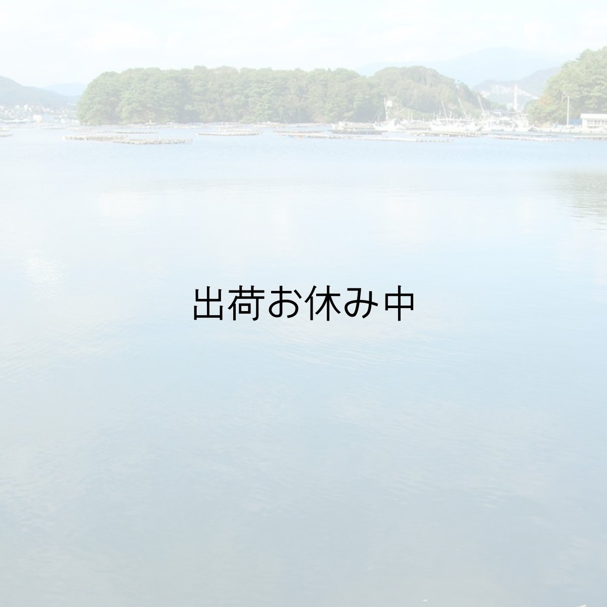 画像8: 三陸赤崎産　殻付熟成牡蠣 (8)