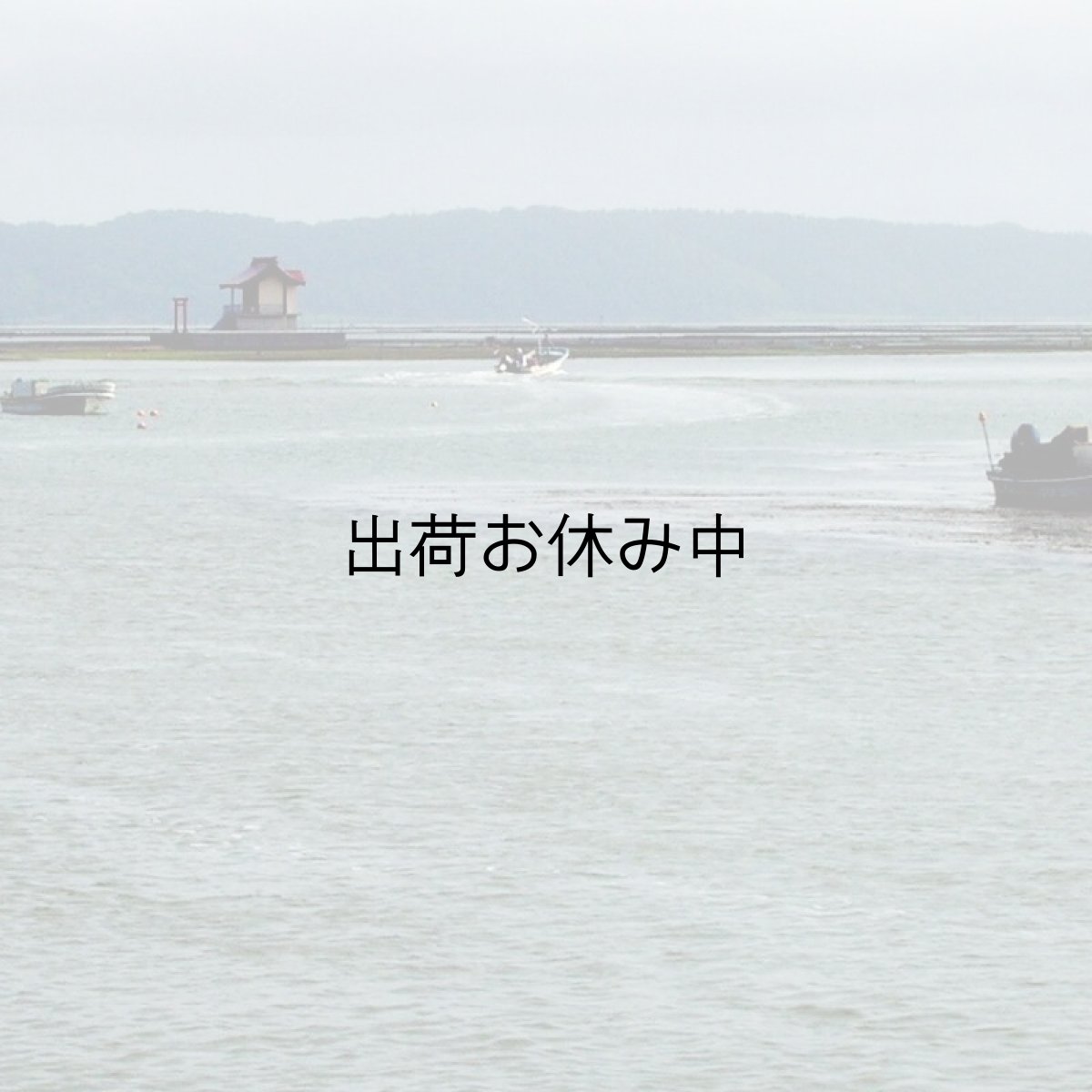 画像4: 北海道厚岸産牡蠣の「牡蠣グラタン」 (4)