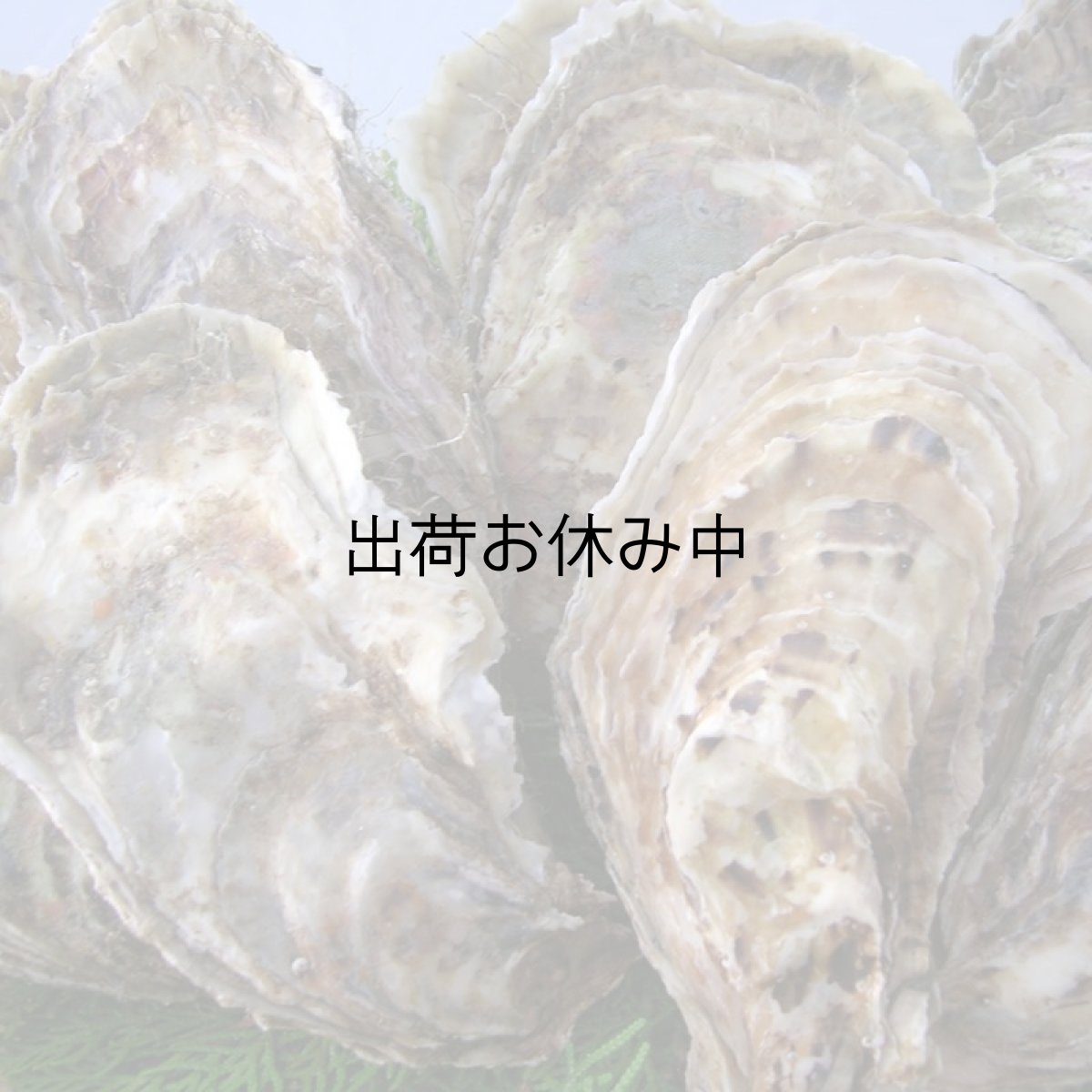 画像8: 北海道厚岸産　丸牡蠣まるえもん (8)