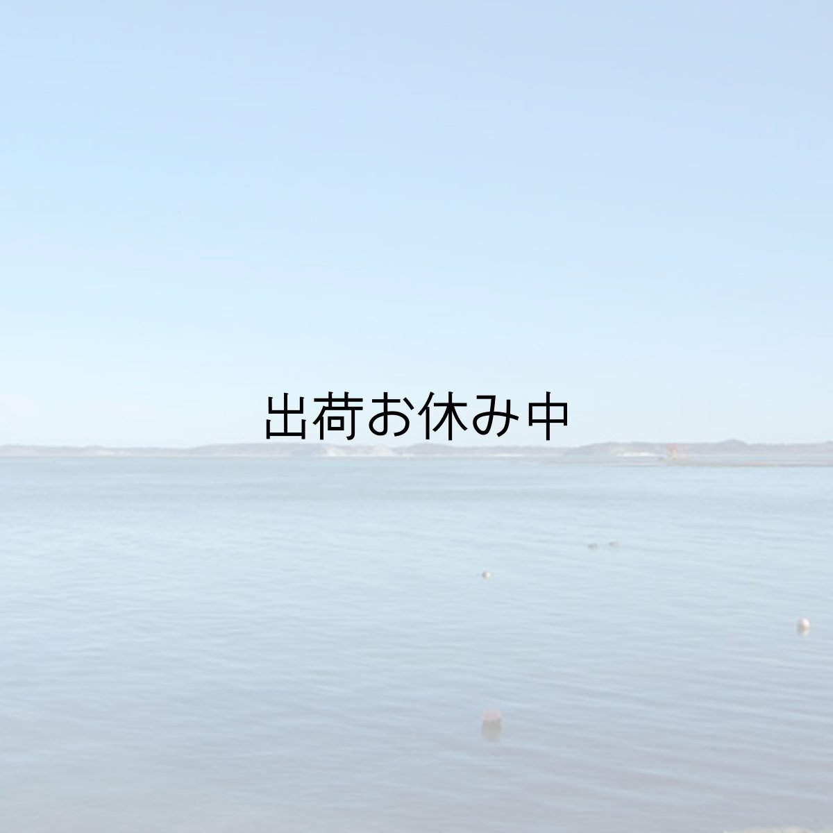 画像5: 北海道厚岸産牡蠣の「牡蠣グラタン」 (5)