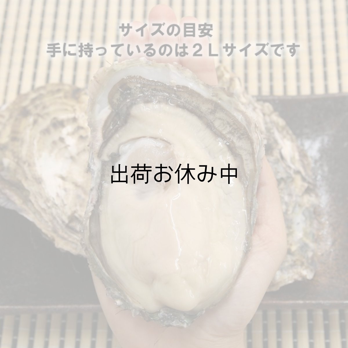 画像5: 北海道厚岸産　丸牡蠣まるえもん (5)