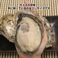 画像5: 北海道厚岸産　丸牡蠣まるえもん (5)