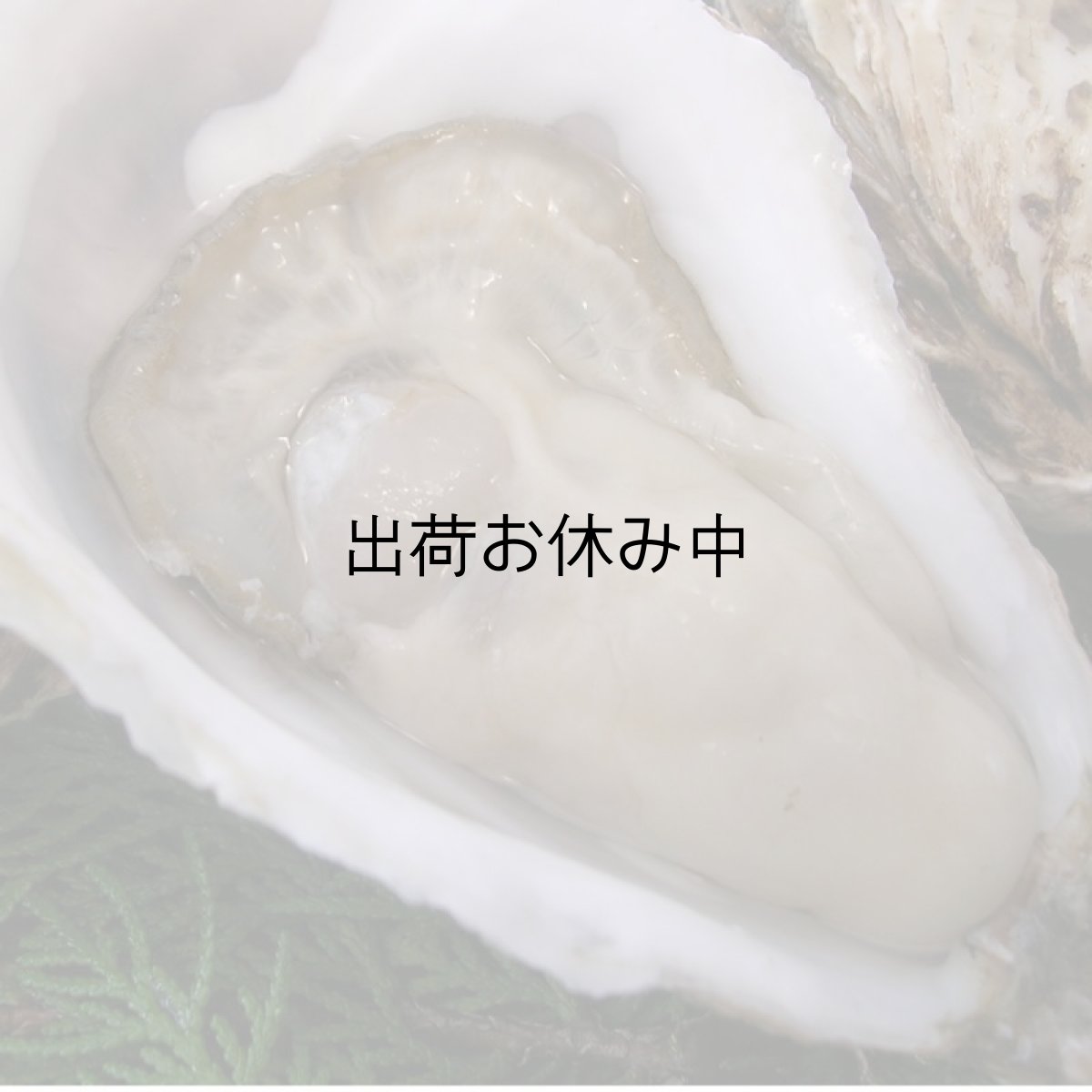 画像6: 北海道厚岸産　丸牡蠣まるえもん (6)
