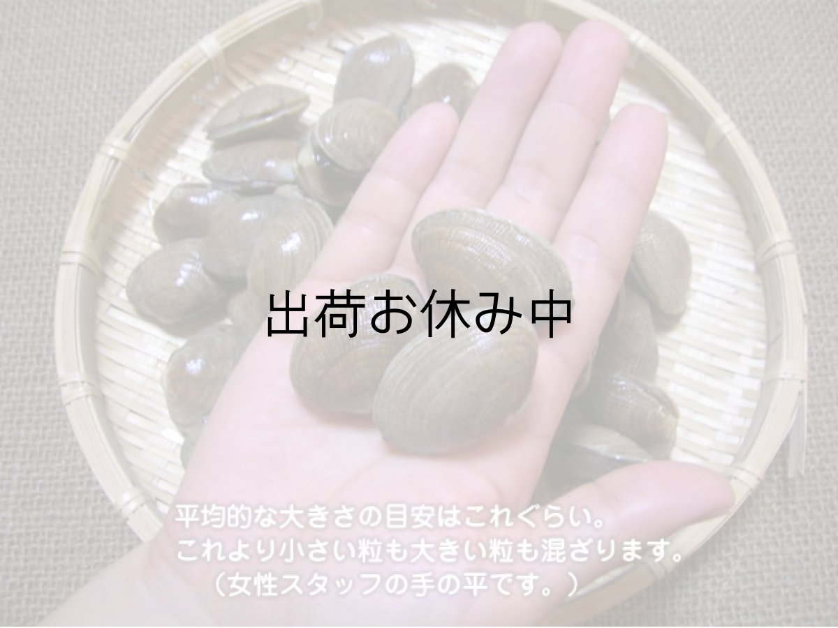 画像2: 北海道厚岸産　あさり (2)