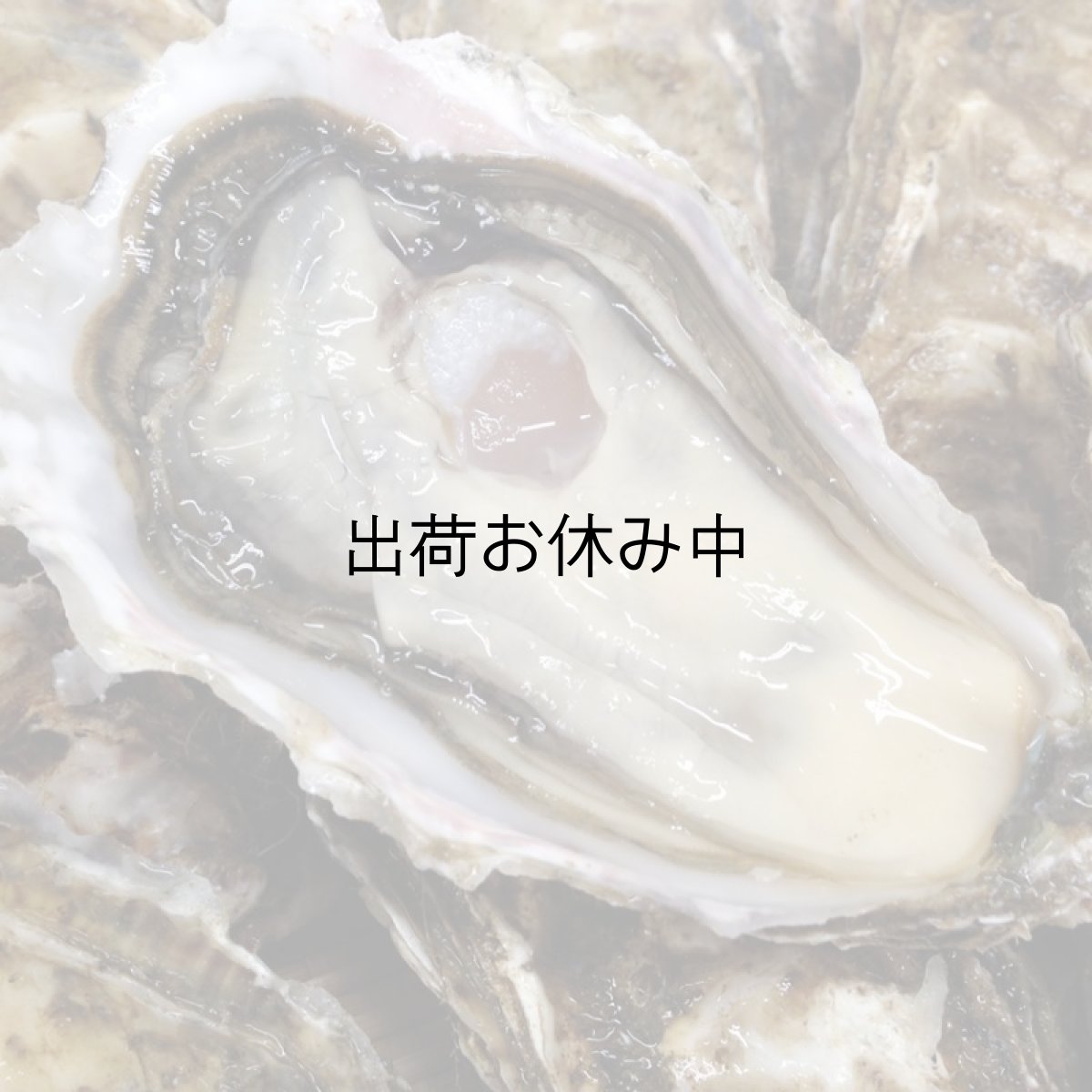 画像3: 北海道厚岸産　カキえもん (3)