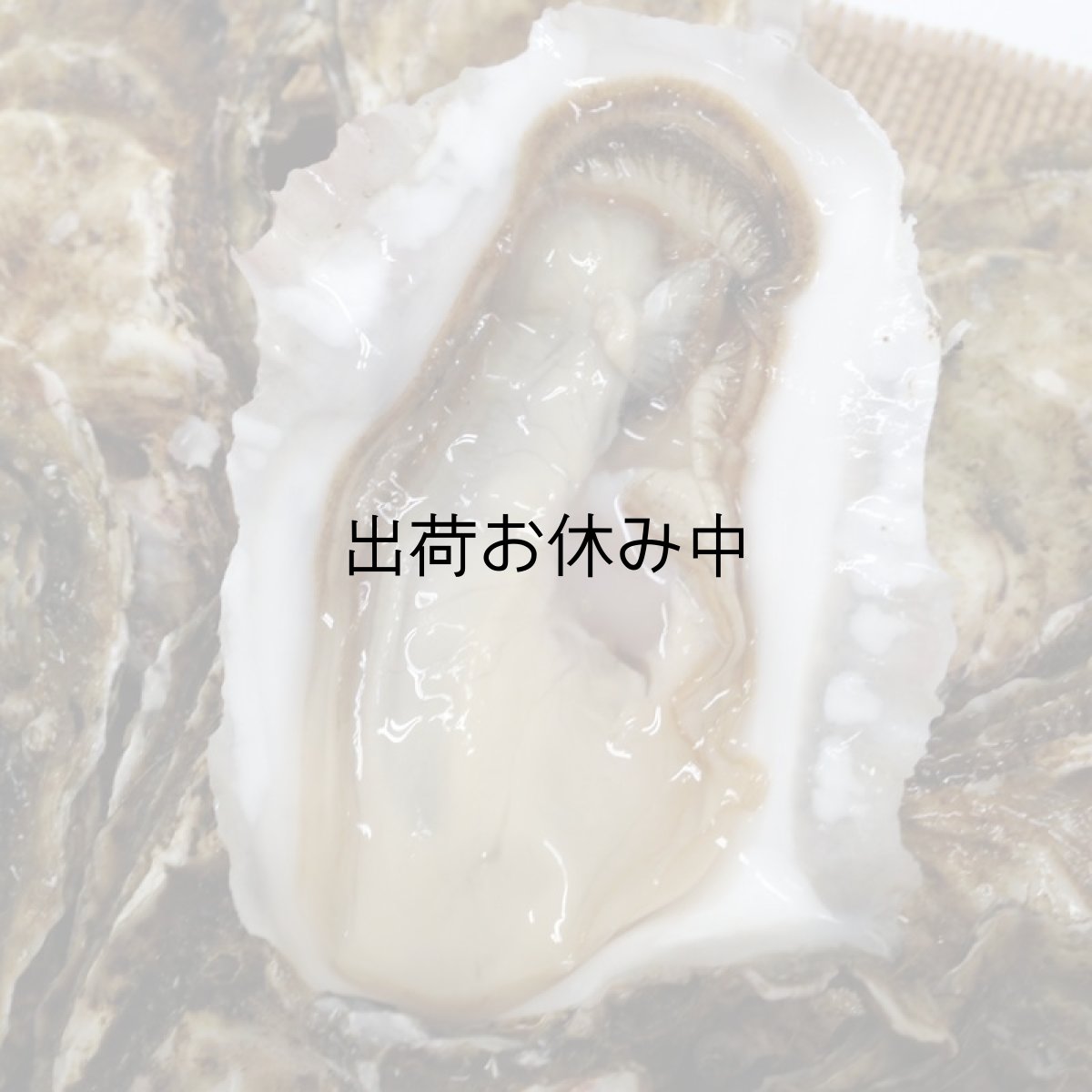 画像8: 北海道厚岸産　カキえもん (8)