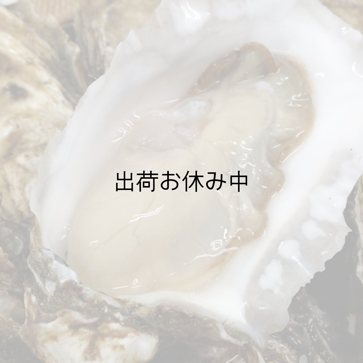 画像9: 北海道厚岸産　カキえもん (9)