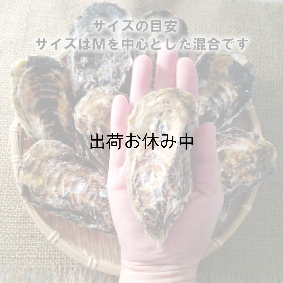 画像5: 兵庫赤穂坂越産　坂越かき (5)