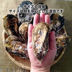 画像5: 【お急ぎ便】兵庫赤穂坂越産　坂越かき　（お届け地域限定） (5)