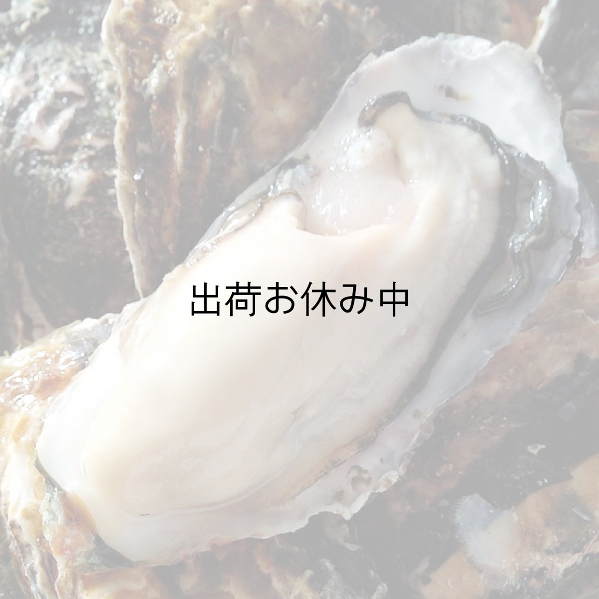 画像2: 兵庫赤穂坂越産　坂越かき (2)