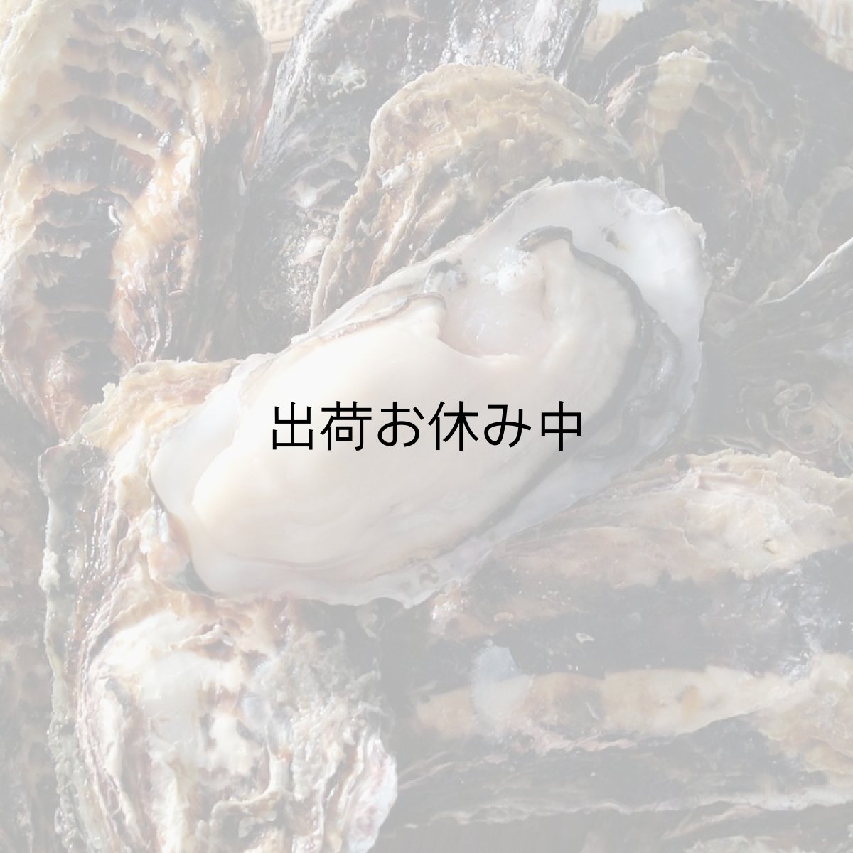 画像6: 兵庫赤穂坂越産　坂越かき (6)