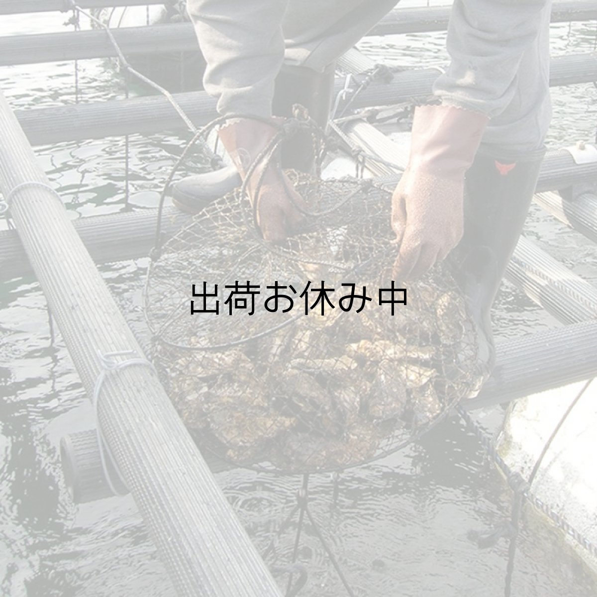 画像10: 兵庫赤穂坂越産　坂越かき (10)