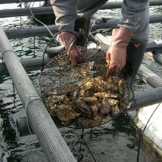 画像10: 兵庫赤穂坂越産　坂越かき (10)