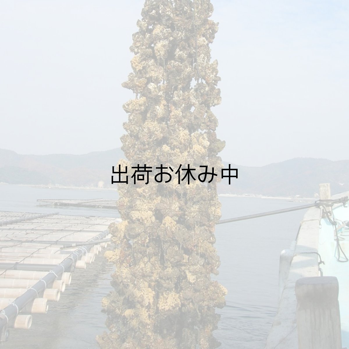 画像9: 兵庫赤穂坂越産　坂越かき (9)