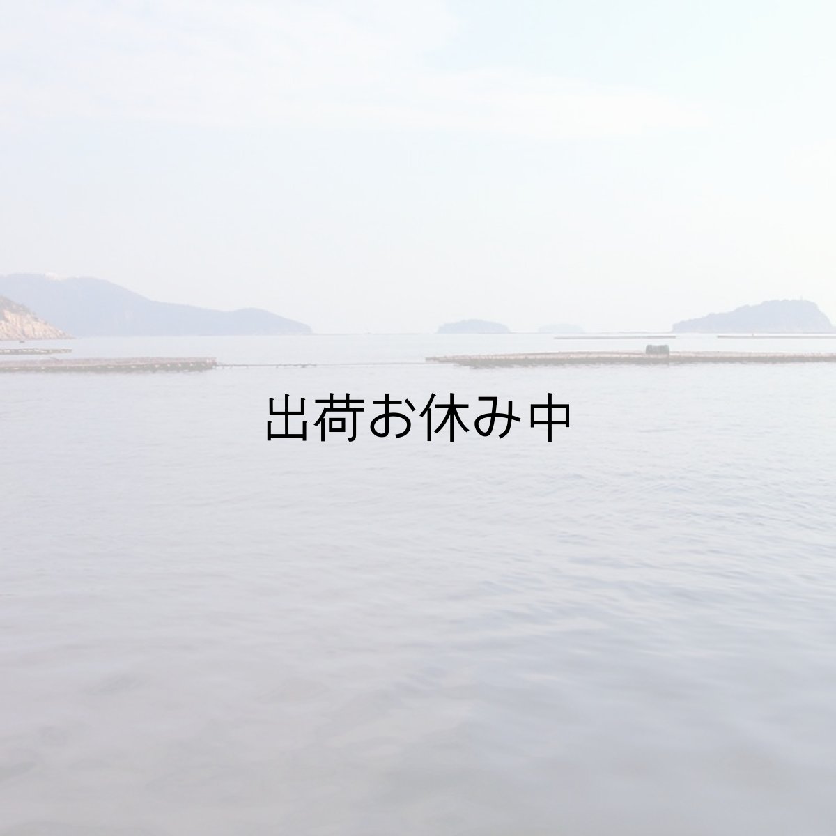 画像8: 兵庫赤穂坂越産　坂越かき (8)