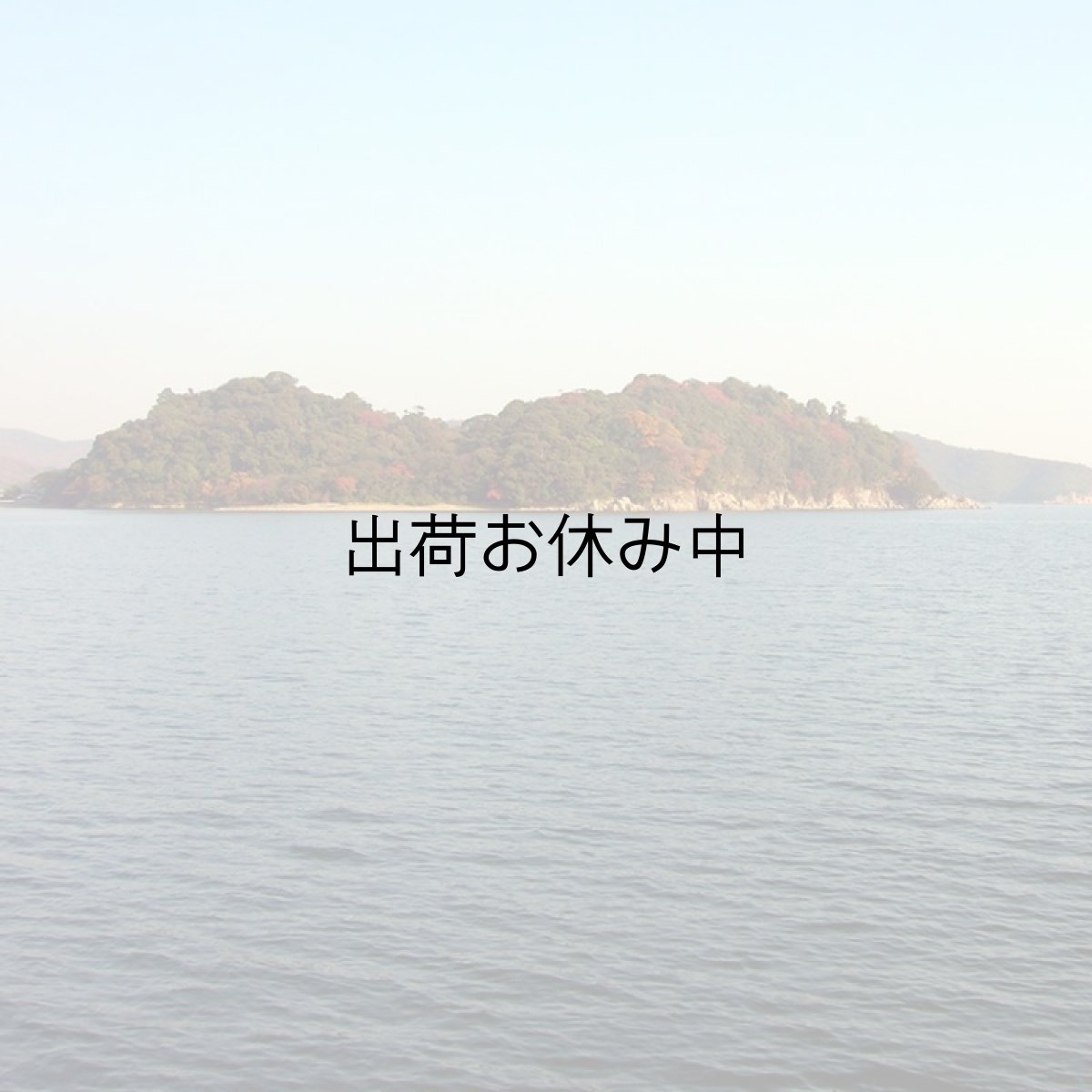 画像7: 兵庫赤穂坂越産　坂越かき (7)