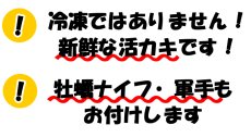 画像5: 三陸産志津川産　バーベキュー用ふぞろい殻付牡蠣 (5)