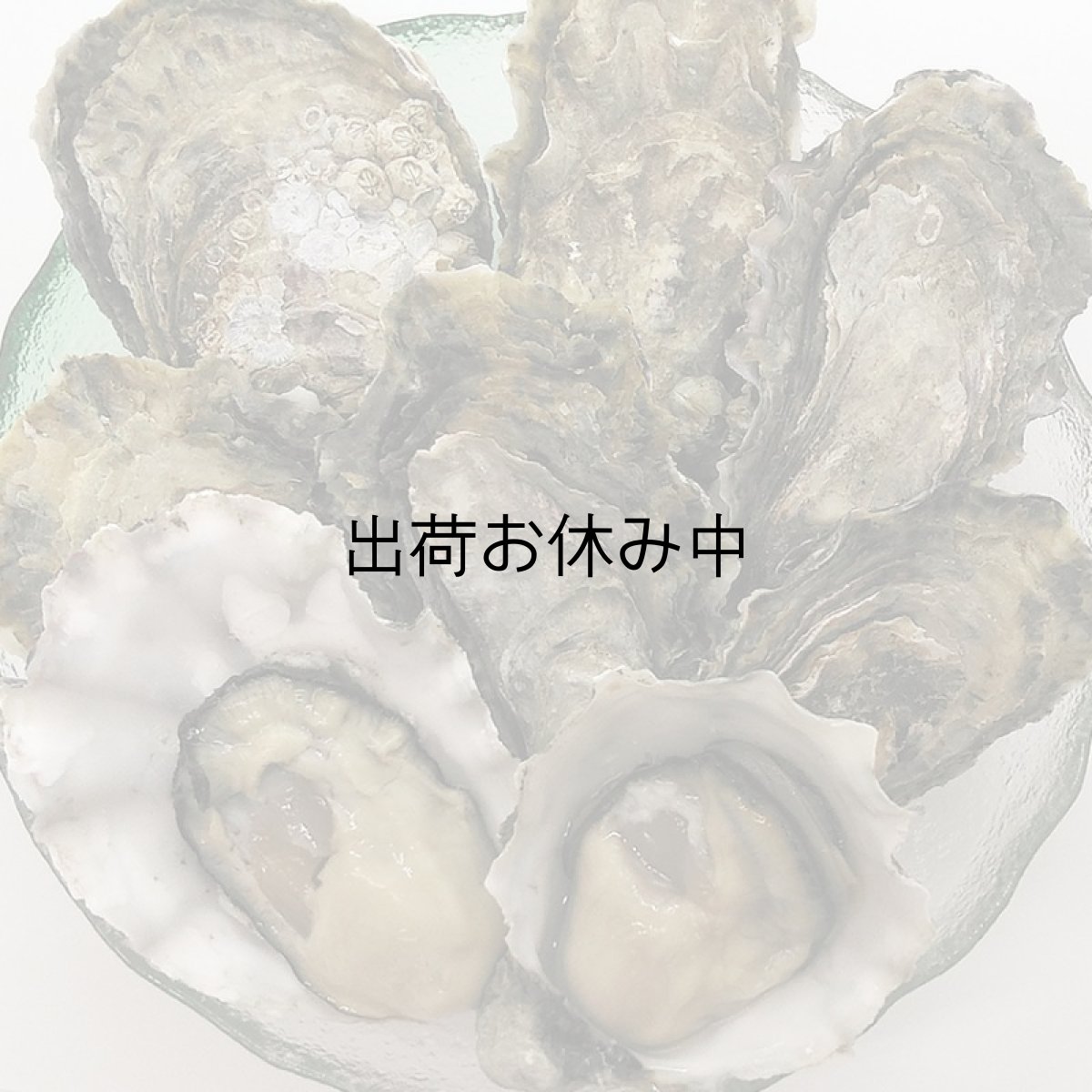 画像4: 北米バロンポイント　殻付牡蠣 (4)