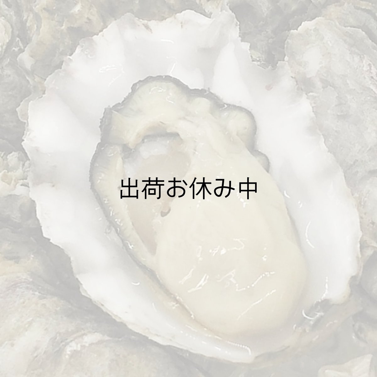 画像2: 北米バロンポイント　殻付牡蠣 (2)