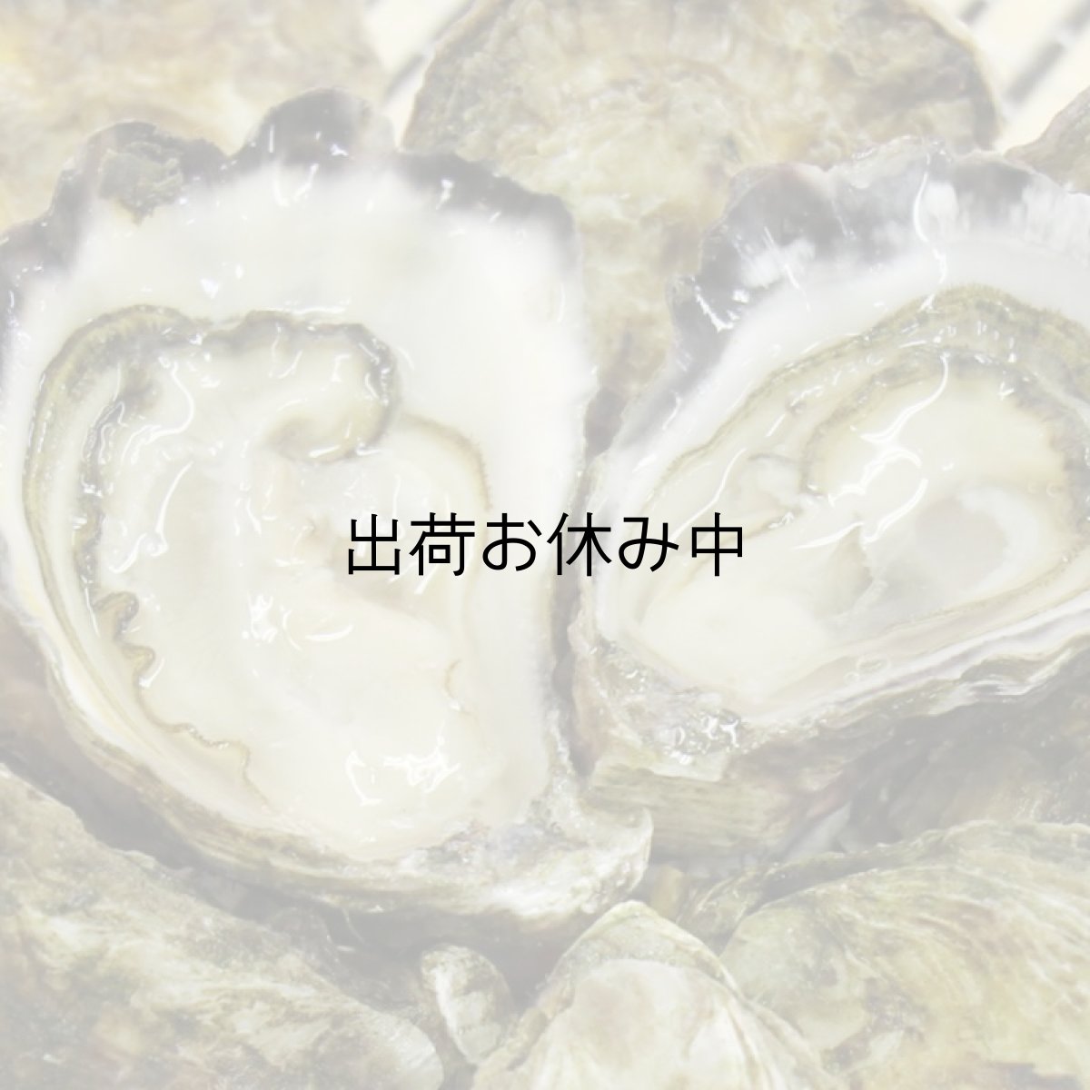 画像4: オーストラリア産シドニーロック (4)