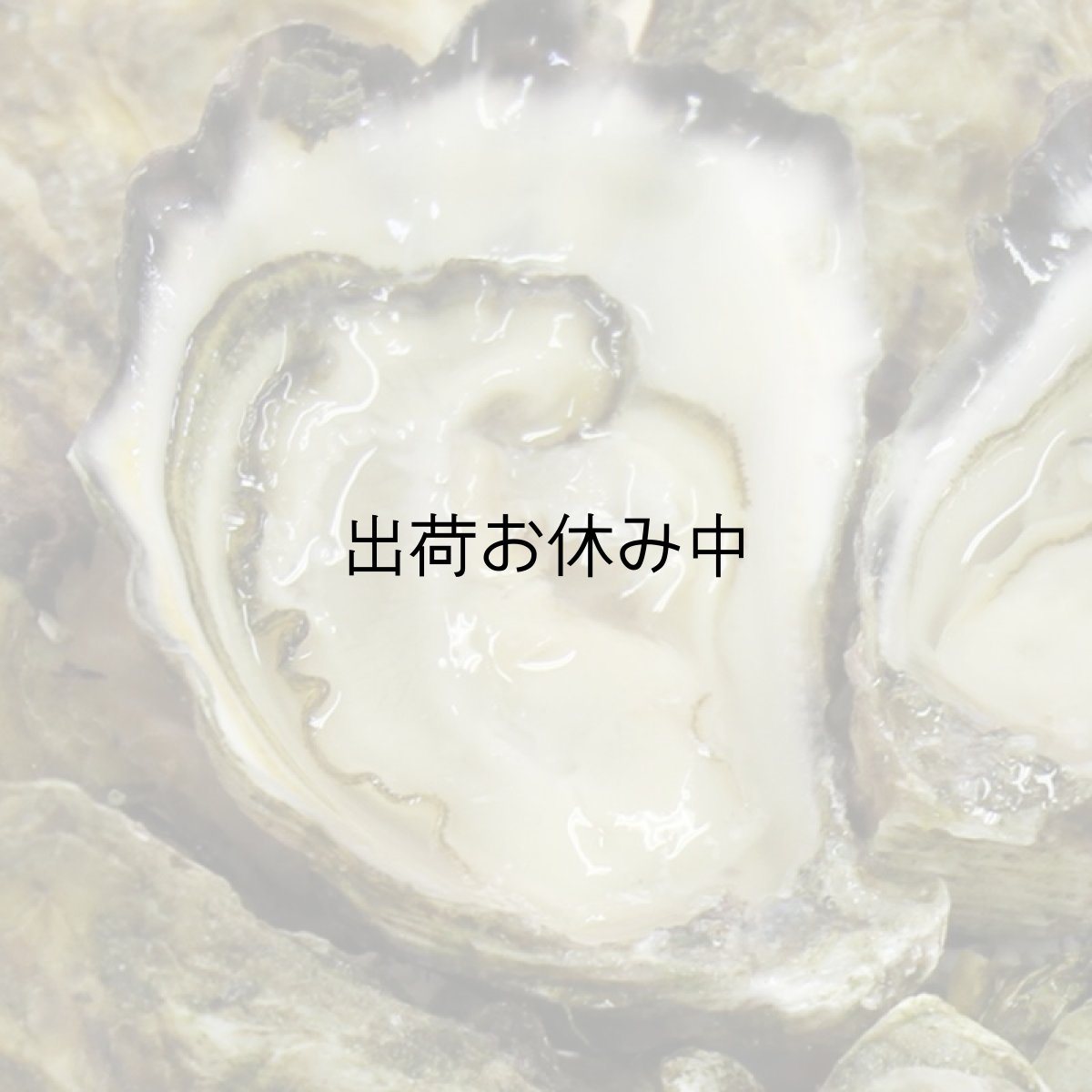画像2: オーストラリア産シドニーロック (2)