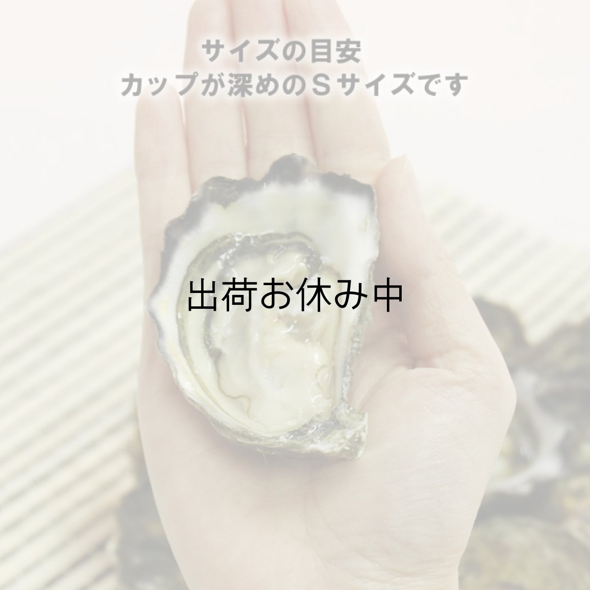 画像3: オーストラリア産シドニーロック (3)