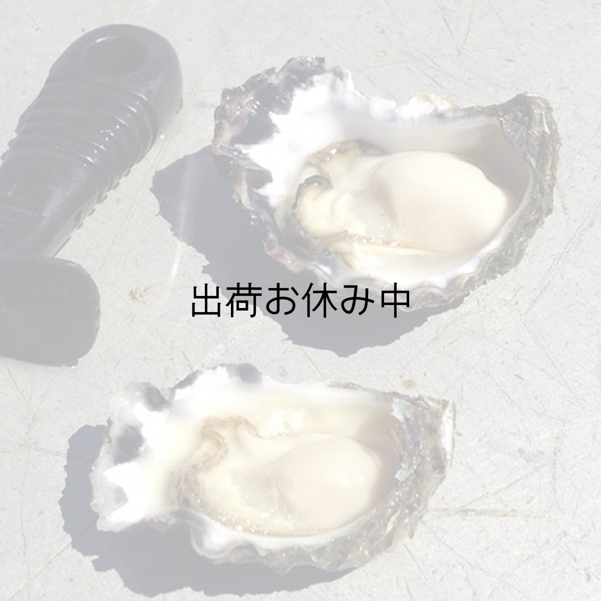 画像5: オーストラリア産シドニーロック (5)