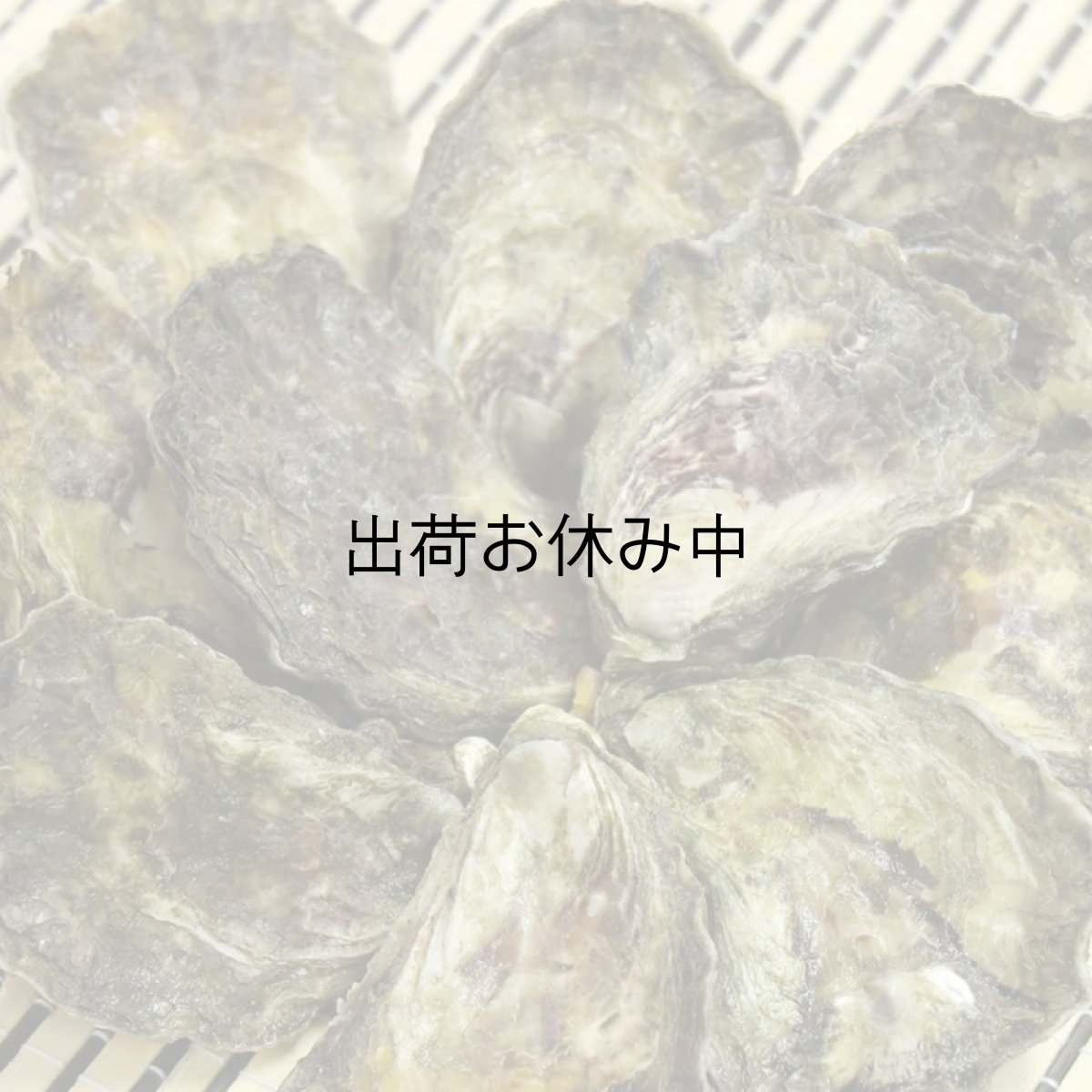 画像6: オーストラリア産シドニーロック (6)