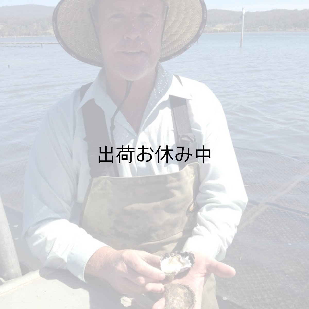 画像8: オーストラリア産シドニーロック (8)