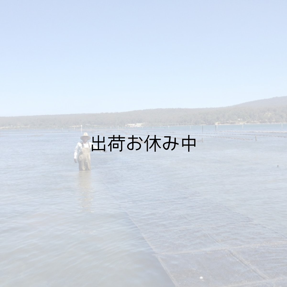 画像9: オーストラリア産シドニーロック (9)